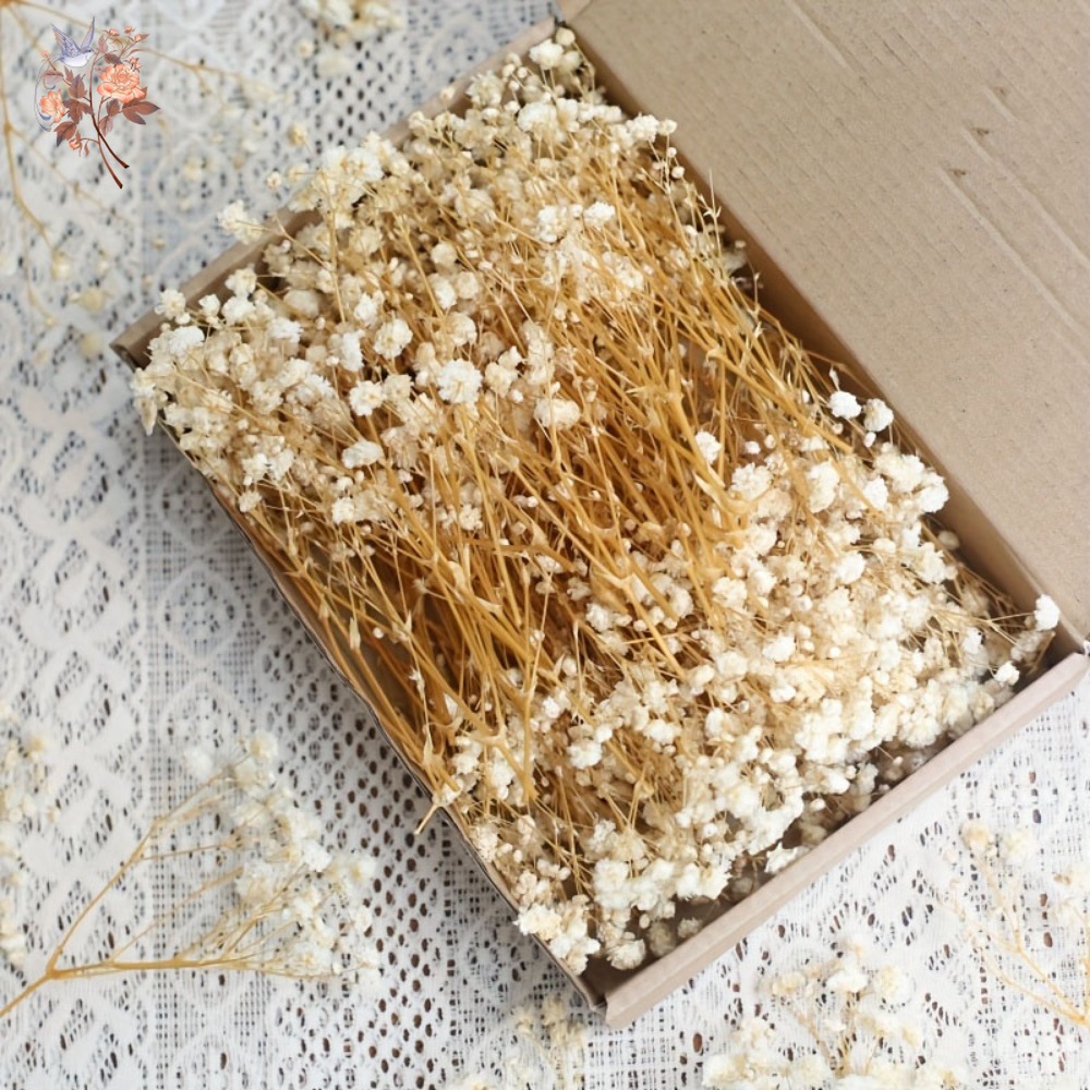 100 Stück Mini Getrocknete Sch – Craft Embellishment Bewertung und Preis